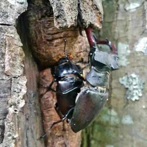 Vacalouras no val do Pornedo