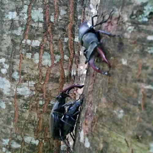 20170711_210644-minVacalouras no val do Pornedo