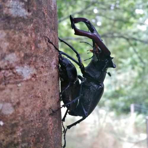 Vacalouras no val do Pornedo