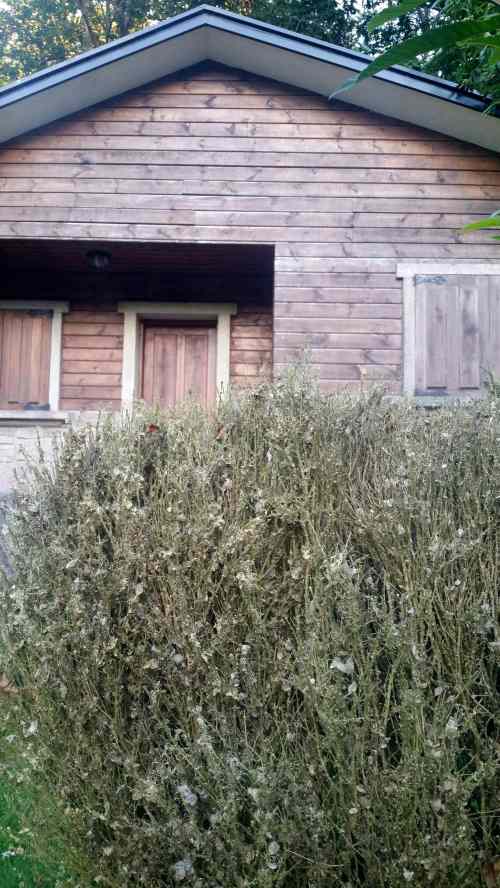 Lago de Castiñeiras, xullo de 2017