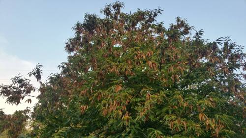 21167932_1595825367118222_2746003260565237631_o