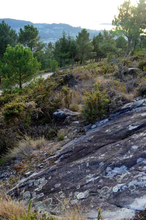 Próxima ruta nocturna cos rapaces de Comunix