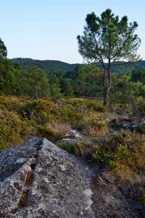 Próxima ruta nocturna cos rapaces de Comunix