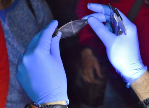 Noite Europea dos Morcegos, con Vaipolorío e Drosera no río Gafos