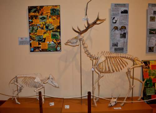 Museo da SGHN, en Ferrol