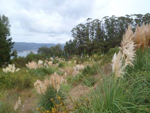 Propagación da herba da Pampa na plantación a carón da arboreda do Pituco