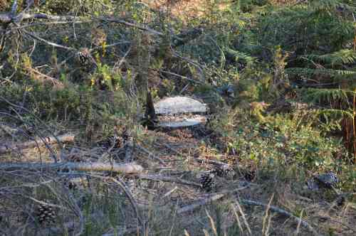 Piñeiro serrado no monte veciñal