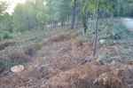 Piñeiros talados na pista forestal do Monte&nbsp;Pituco