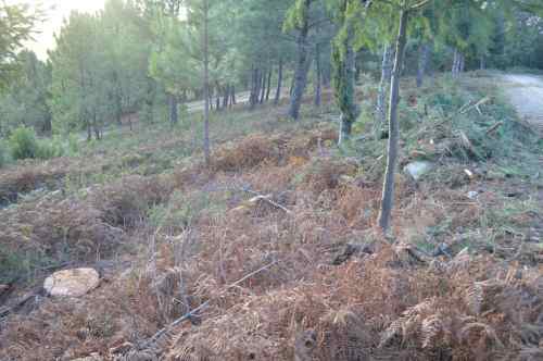 Piñeiros talados na pista forestal do Monte Pituco