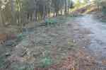 Piñeiros talados na pista forestal do Monte&nbsp;Pituco