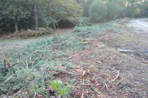 DSC_0521Piñeiros talados na pista forestal do Monte Pituco