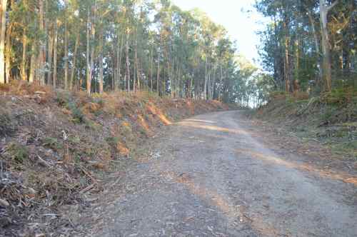 Eucaliptos talados na pista forestal do Monte Pituco
