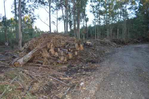 DSC_0523Eucaliptos talados na pista forestal do Monte Pituco