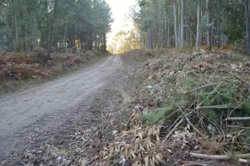 Eucaliptos talados na pista forestal do Monte Pituco