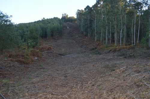 Corta de eucalipto na veciña comunidade de Salcedo, cos restos triturados cubrindo o solo.