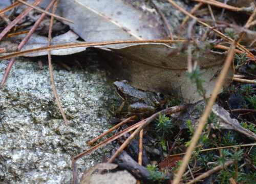 O que veremos na ruta por San Xián
