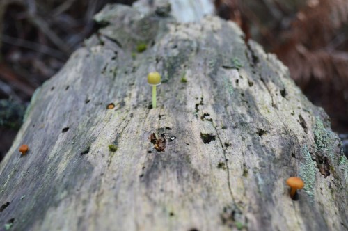 O que veremos na ruta por San Xián