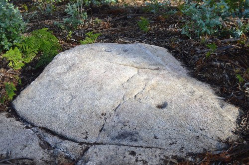 Novo xacemento a carón de A Carrasca nº1