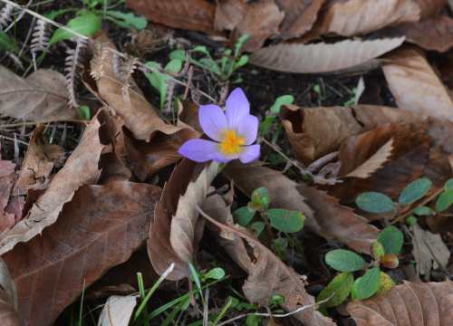 O que veremos na ruta por San Xián