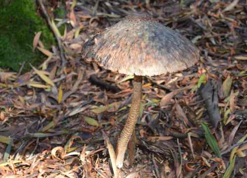 O que veremos na ruta por San Xián