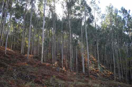 Ruta  das Xornadas polo patrimonio de San Xián