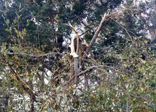 Efectos do paso do temporal "Ana" no Monte Pituco