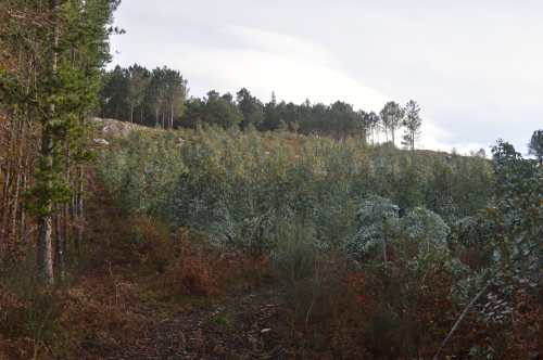 III Andaina das Marabillas na casa, xaneiro 2018