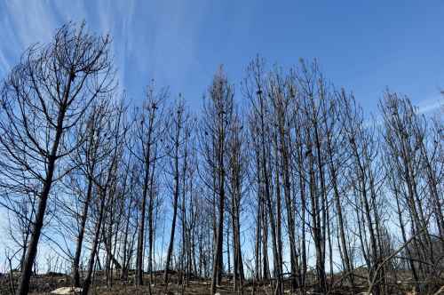 Ruta polos petróglifos de Amoedo, Pazos de Borbén