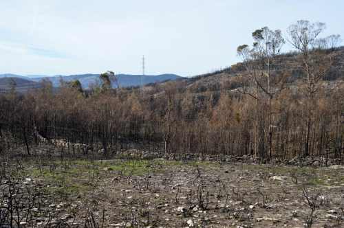 Estrutura pertencente ao Foxo do lobo, Amoedo
