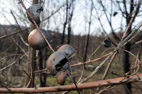 Efectos do lume no arborado autóctono