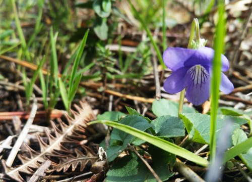 Violetas do Monte Pituco
