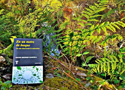 "En un metro de bosque" (Turner)