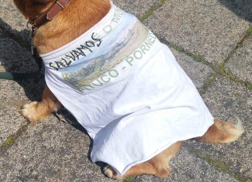 Manifestación Por un Plano Forestal: Compostela, abril 2018