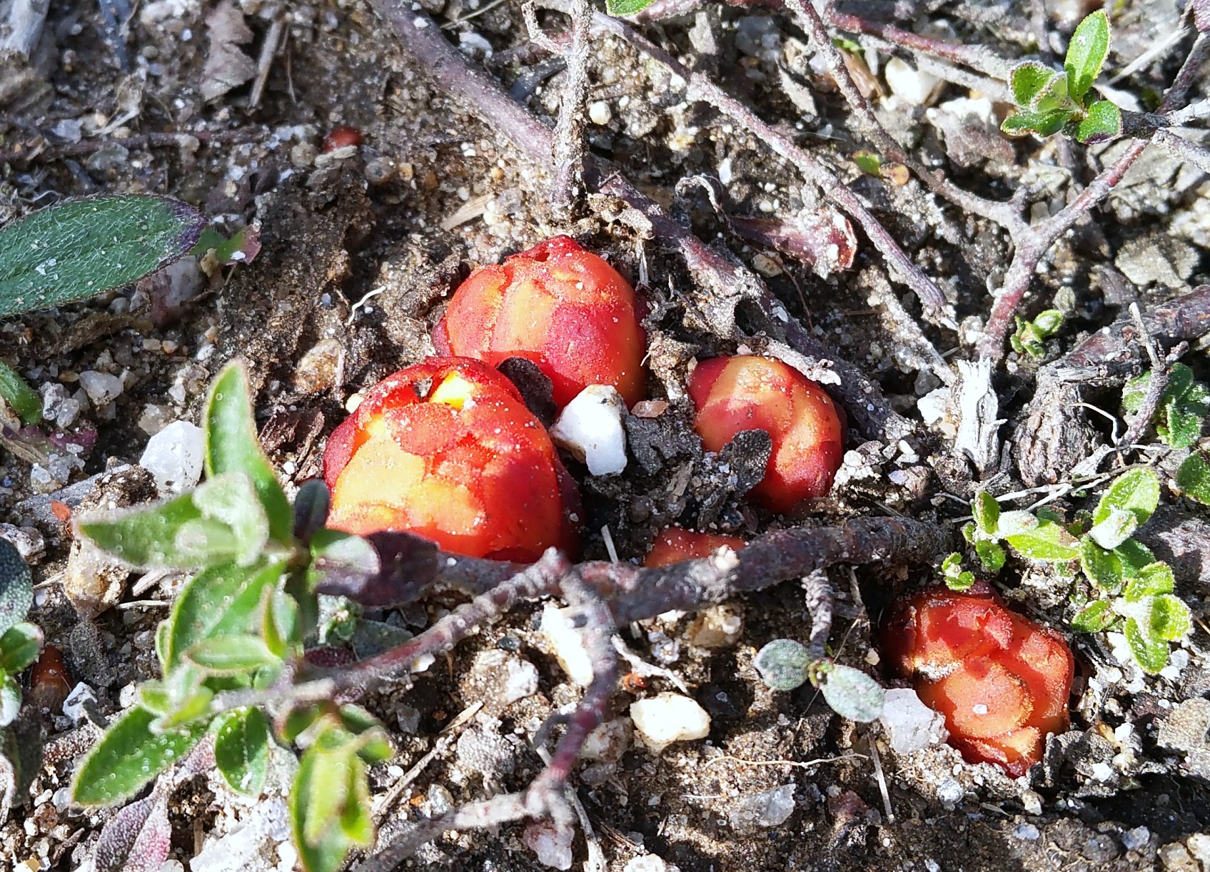 Cytinus hypocistis, apóutega