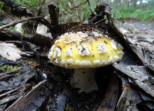 Amanita junquillea