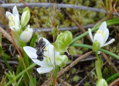 Andrena sp. en flor de Ornithogalum broteroi