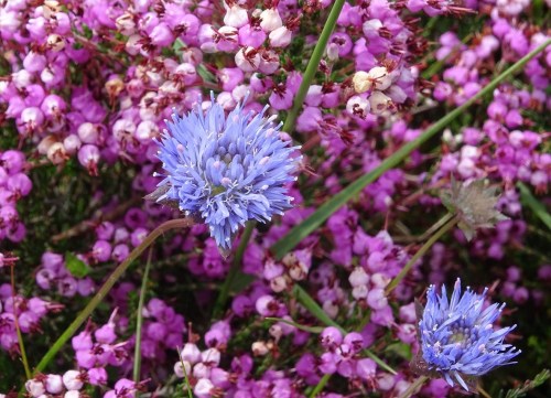 Borla azul (Jasione montana) e carrasco (Erica umbellata)