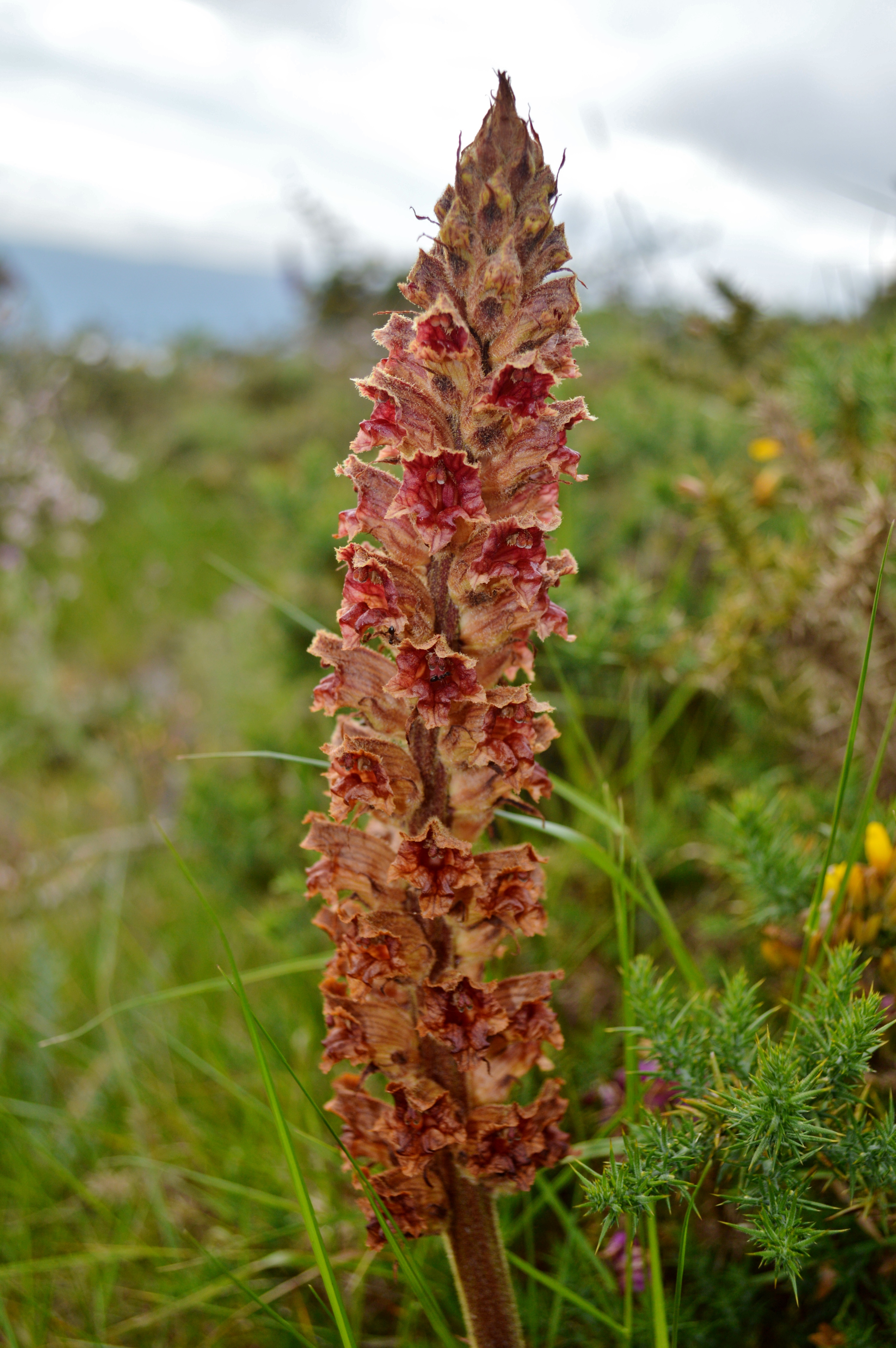 Orobanche rapum-genistae
