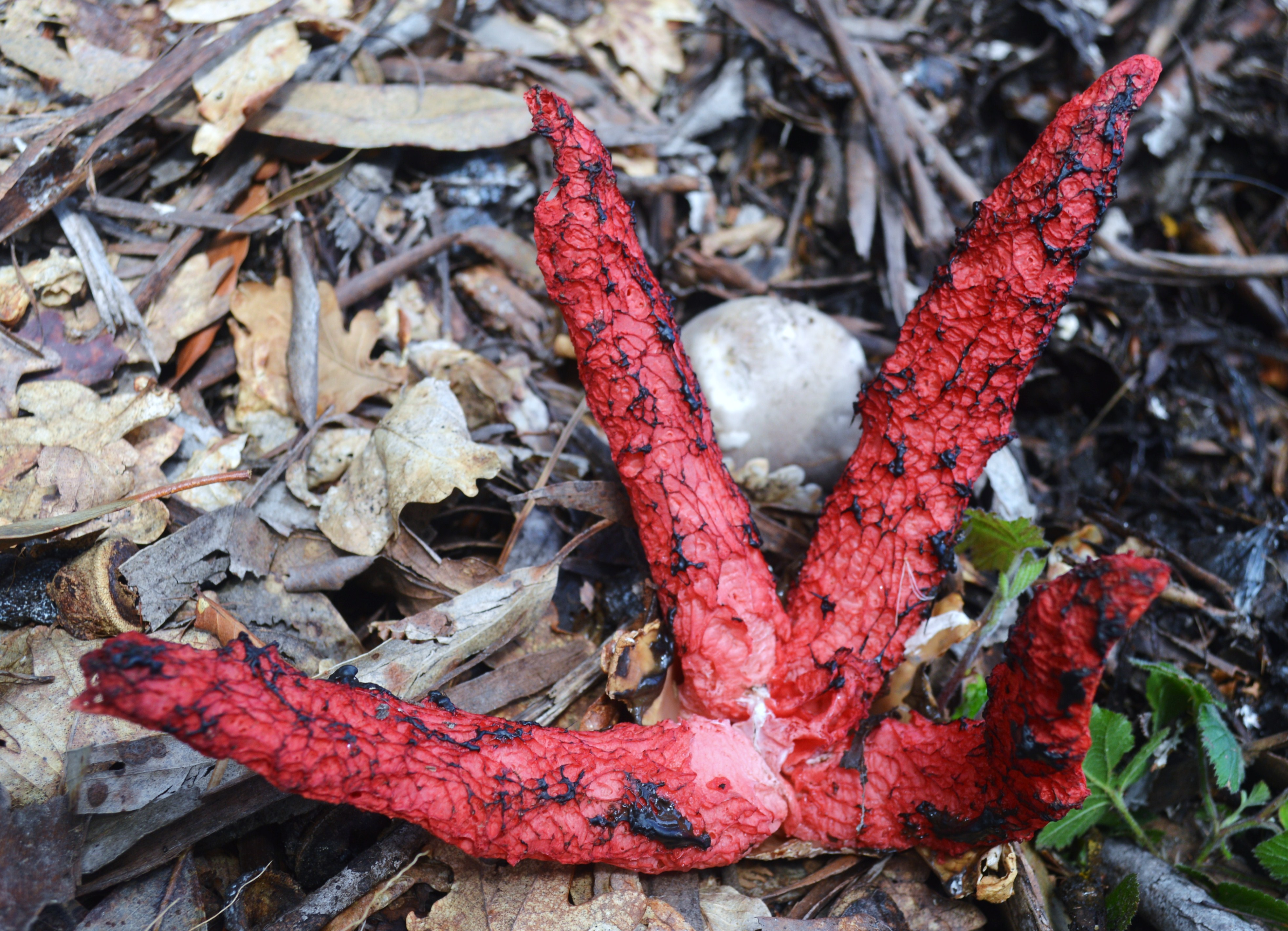 Clathrus archeri, man do demo