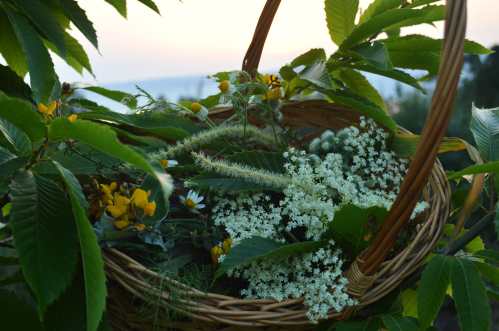 A tradición das plantas e das flores de San Xoán, no Monte Pituco
