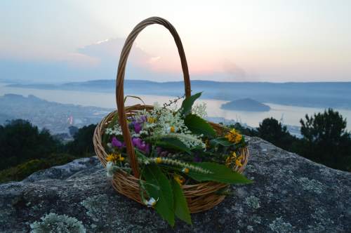 A tradición das plantas e das flores de San Xoán, no Monte Pituco