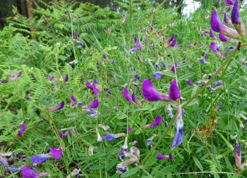 Ervellaca (Vicia sativa)