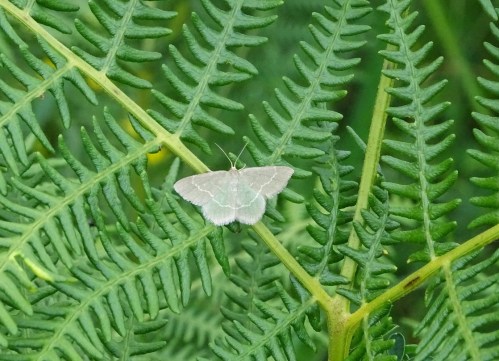 Esmeralda común (Hemithea aestivaria) pousada en fento común (Pteridium aquilinum)