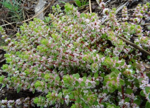Fálago (Illecebrum verticilatum)