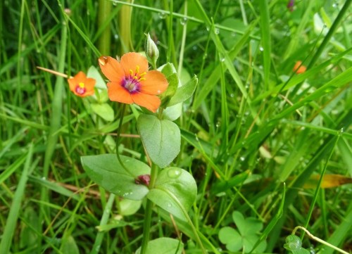 Herba da rabia (Anagallis arvensis)