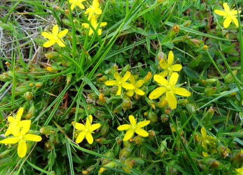 Hypericum humifusum