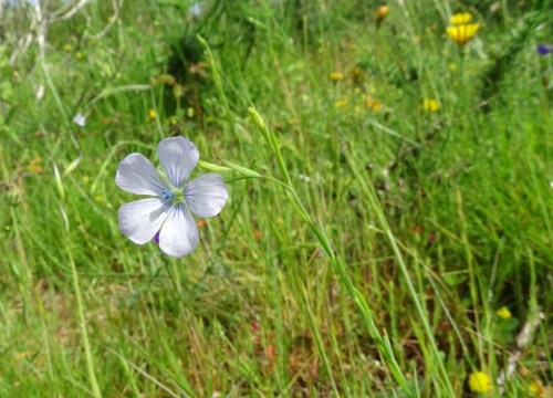 liño bravo (Linum bienne)