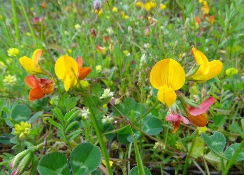 Lotus corniculatus