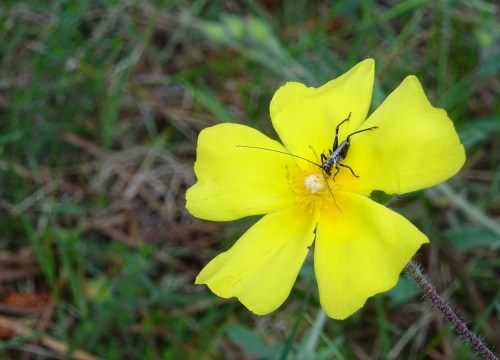Metrioptera sp. en flor de carqueixa boieira (Halimium alyssoides)