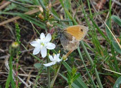 Ninfa de Linneo (Coenonimpha pamphilus) en flor de ouropesa (Simethis planifolia)